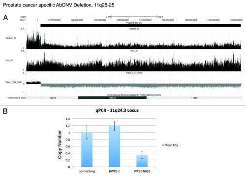 Figure 4. Deletion of 11q24–25. (A) UCSC genome browser snapshot of 11q24–25 locus. The top track shows the deletion predicted by AbCNV. The next two tracks show the normalized chromPET coverage from Cancer (WPE1-NB26) and Immortalized (RWPE1) cell lines. Ratio_C_N_5000 is as described in Figure 3A. (B) qPCR validation of the deletion. (C) UCSC genome browser snapshot depicting the small deletion in the UGT2B17 locus on chr4. The tracks are as indicated in Figure 3A and (A).