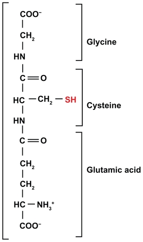 Figure 2 The tripeptide glutathione.