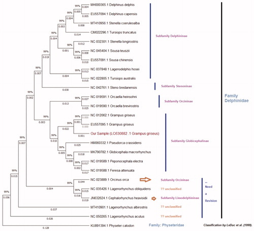 Figure 1. The maximum likelihood tree of Grampus griseus of this study and additional 24 species of family Delphinidae performed using total mitogenomes of around 16,000 bp. The bootstrap support values are indicated on each node. The clades were identified according to the recent classification of family Delphinidae by LeDuc et al.