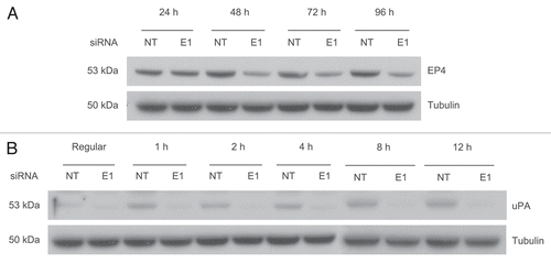Figure 4 EP4 levels are reduced and uPA induction is inhibited in response to ERG knockdown. (A) EP4 protein levels were evaluated by immunoblot assays. Result shows that EP4 is downregulated in response to ERG knockdown. (B) expression of upa was assessed by immunoblotting at 1, 2, 4, 8 and 12 hours time points in VCaP cells treated with PGE2 as described in the Methods and Materials. PGE2 induces uPA in NT siRNA treated cells, whereas, ERG knockdown prevents uPA induction.