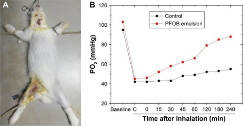 Figure 7 (A) In vivo oxygen supply of 0.1 mg/mL PLGA-PEG/PFOB emulsion in rabbit and (B) the PO2 changes in rabbits after being instilled with 0.9% NaCl and 0.1 mg/mL PLGA-PEG/PFOB emulsion.Abbreviations: C, after the induction of lung injury; PLGA-PEG, poly(lactide-co-glycolide)-poly(ethylene glycol); PFOB, perfluorooctyl bromide.