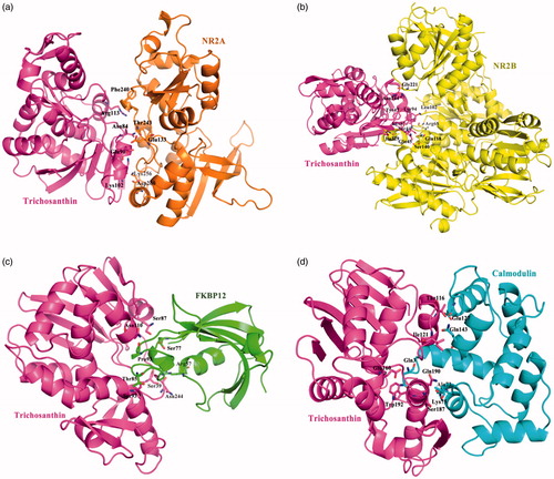 Figure 7. The figures of Trichosanthin was interacted with four target proteins: (a) The binding mode of Trichosanthin to NR2A protein, Trichosanthin protein was shown in violet ribbon and NR2A in orange ribbon; (b) The binding mode of Trichosanthin to NR2B protein, Trichosanthin protein was shown in violet ribbon and NR2B in yellow ribbon; (c) The binding mode of Trichosanthin to FKBP12 enzyme, Trichosanthin protein was shown in violet ribbon and FKBP12 in green ribbon; (d) The binding mode of Trichosanthin to Calnodulin protein, Trichosanthin protein was shown in violet ribbon and Calnodulin in cyan ribbon. The key amino acid residues of the protein-protein or protein–enzyme combinations were labelled in the form of sticks.