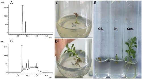 Figure 4. Comparison of the phytotoxic effects of the cultures extract containing eritadenine and pure eritadenine on Chrysanthemum morifolium plants. (A, B) HPLC chromatograms of the standard substance and the extract. (C) Phytotoxic effect of the extract at 0.25% and its control (D). (E) Phytotoxic effect of glyphosate (Gli), pure eritadenine (Eri) and control (Con).
