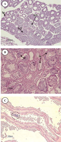 FIGURE 3. Micrographs of the reproductive structures of male Giant Electric Ray. (A) Longitudinal section of testes in early stages of spermatogenesis in an actively mating male. (B) Longitudinal section of testes in the actively mating phase. (C) Longitudinal section of the seminal vesicle of a male in the actively mating phase. The dotted line indicates packets of spermatozoa in a spermatozeugmata. Sg = spermatogonia, Sc1 = primary spermatocytes, Sc2 = secondary spermatocytes, St = spermatids, Sz = spermatozoa.