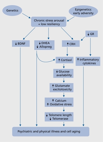 Figure 1. Model of multiple pathways leading to psychiatric and physical llness and cell aging. In conjunction with genetic and epigenetic moderators, elevated cortisol levels, associated with downregulation of glucocorticoid receptor (GC) function (GC resistance) may result in altered immune function, leading to excessive synthesis of proinflammatory cytokines. Changes in glucocorticoidmediated activities also result in genomic changes (altered levels of certain neurotransmitters, neurotrophins, and other mediators), as well as dysregulation of the limbic-hypothalamicpituitary adrenal (LHPA) axis that might contribute to neuroendangerment or neurotoxicity, perhaps leading to depressive or cognitive symptoms. Dysregulation of the LPHA axis can also lead to intracellular glucose deficiency, glutamatergic hyperactivity, increased cellular calcium concentrations, mitochondrial damage, free radial generation, and increased oxidative stress. This cascade of events, coupled with a milieu of increased inflammatory cytokines, may lead to accelerated cellular aging via effects on the telomere/telomerase maintenance system. Dysregulation of normal compensatory mechanisms, such as increased neurosteroid or neurotrophin production, may further result in inability to reduce cellular damage, and thereby exacerbate destructive processes. This juxtaposition of enhanced destructive processes with diminished protective/restorative processes may culminate in cellular damage, apoptosis, and physical disease. Allopreg, allopregnanolone; BDNF, brain-derived neurotrophic factor; CRH, corticotropin releasing hormone; DHEA, dehydroepiandrosterone; GR, glucocorticoid receptor