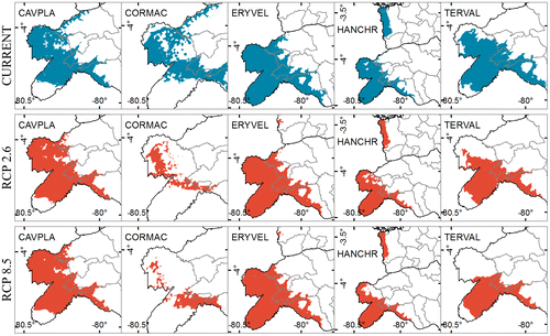 Figure 4. Dry Forest species current and future (time horizon 2050) distribution. Cavanillesia platanifolia (CAVPLA), Cordia macrantha (CORMAC), Erythrina velutina (ERYVEL), Handroanthus chrysanthus (HANCHR), Terminalia valverdeae (TERVAL). Likelihood ≥ 0.50.