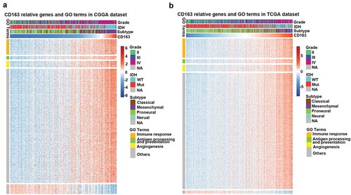 Figure 3. CD163 related immune genes and Gene Ontology (GO) terms in glioma. (a, b) CD163 showed a strong positive correlation with most of the immune genes related to GO terms especially in immune response, antigen process presentation, and angiogenesis.