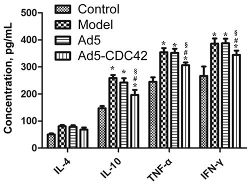 Figure 3. The contents of IL-4, IL-10, TNF-α, and IFN-γ in the serum of various groups which were determined by ELISA assay. Control: the control group; Model: the model group; Ad5: the Ad5 group (adenovirus empty vector); Ad5-CDC42: the Ad5-CDC42 group (CDC42 adenovirus expression vector). *p < .05 vs. control. #p < .05 vs. Model. §p < .05 vs. Ad5.