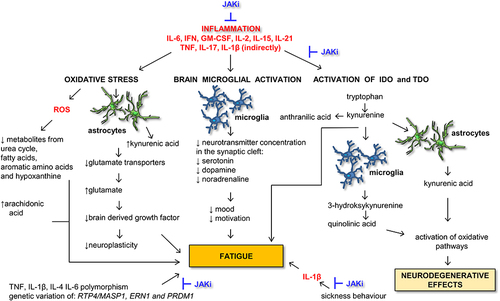 Figure 1 The possible metabolic pathways of inflammation that may stimulate the onset of fatigue. All the pathways shown on the picture are described in the text. The possible places of intervention by JAKi treatment are shown on the picture and described in an article as well.
