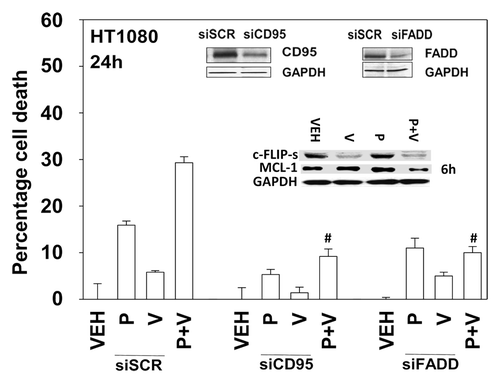 Figure 5. Knockdown of CD95 or FADD protects cells from pazopanib and valproate treatment. HT1080 cells were transfected with scrambled control siRNA (siSCR) or siRNA molecules to knockdown expression of CD95 (siCD95) or FADD (siFADD). Thirty-six hours after transfection cells were treated with vehicle (DMSO), pazopanib (P, 5.0 μM), and/or valproate (V, 500 μM). Cells were isolated 24 h after exposure and viability determined by trypan blue exclusion (n = 3, ± SEM). #P < 0.05 less than corresponding value in siSCR cells.