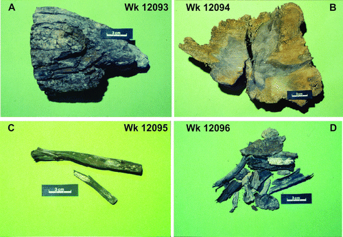 Figure 11  Photographs of the four samples sent to Waikato University Radiocarbon Laboratory for dating (scale bar is 3 cm). A, Wk12093 wood fragment from site one, 1319±51 yr BP. B, Wk12094 cut cross-section from buried tree at site two, 1152±51 yr BP. C, Wk12095 buried twig from site two 1232±52 yr BP. D, Wk12096 buried bark fragments retrieved from site two, 1327±52 yr BP.