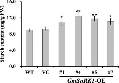 Figure 6. Starch content analysis in the leaves of WT and transgenic plants.