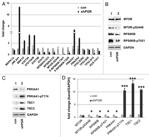 Figure 5. PGRMC1 inhibits AMPK signaling. (A) Kinase signaling intermediates in control (gray bars) and PGRMC1-knockdown A549 cells (shPGR, black bars) were screened using proteome profiler antibody array, and significant changes in the MTOR pathway are indicated. Error bars represent standard deviation of four measurements, and the array profiling was performed in duplicate. Cells were serum-starved for 24 h prior to this analysis and for the western blots in (B and C). (B) Decreases in MTOR signaling were verified by western blot analysis, showing decreased MTOR-Ser2448 and RPS6KB-Thr421 phosphorylation in PGRMC1-knockdown cells. (C) Increased AMPK-Thr174 phosphorylation in PGRMC1-knockdown cells was verified by western blot (second panel), which also revealed decreased AMPK levels (top) and increased TSC1 and TSC2 levels (lower panels), which are downstream of AMPK. The samples in (B and C) are identical, so the same loading control is shown for each. (D) Quantification and statistical analysis of the results from (C), measured in duplicate as band intensity relative to the loading control.