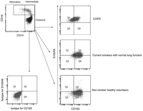 Figure 1. Representative flow cytometric analyses for peripheral blood circulating monocytes. Cells obtained from the peripheral blood monocytes (PBMCs) were used for analyses, and doublets and debris were excluded. Representative plots illustrate the gating strategy in samples obtained from COPD patients. (Top). CD14+CD16−—classical monocytes, CD14+CD16+—intermediate monocytes, and CD14diminishCD16+—alternative monocytes were identified. (Bottom left and right). Dot plots represent isotype controls and primary antibodies against S100A9 and CD163 in classical monocytes.