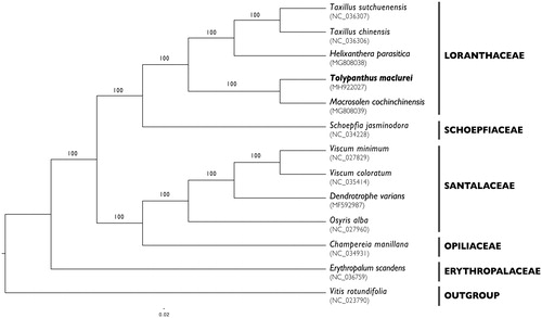 Figure 1. A maximum-likelihood tree constructed based on 49 chloroplast genes shared among 13 plant species. Bootstrap values are shown on each node.