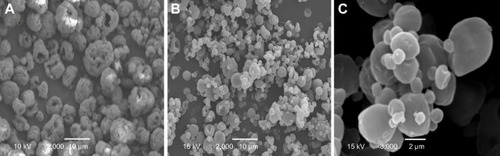 Figure 2 Morphology of the PLGA NP composite microcapsules at varying ratios of water to ethanol of 1:3 (A), 1:4 (B), and 1:5 (C).Abbreviations: NP, nanoparticle; PLGA, poly(lactide-co-glycolide).