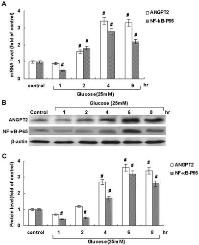 Figure 2 Effect of hyperglycemia at 25 mmol/L on ANGPT2 and NFκB p65 mRNA and protein expression in cultured RAECs. (A) mRNA levels on RT-PCR. (B) Protein levels on Western blot. (C)Quantitative analysis of protein levels. All values obtained from RAECs after hyperglycemic treatment were normalized to match β-actin measurement and expressed as a ratio of normalized values in the control group as “1”. #P<0.05 vs control (n=4 each).