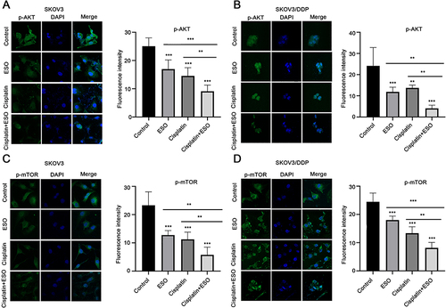 Figure 11 Effects of ESO combined with cisplatin on fluorescence intensity of p-AKT and p-mTOR in ovarian cancer cells. (A–D) Cell immunofluorescence was used to detect the expression of p-AKT and p-mTOR in SKOV3 and SKOV3/DDP cells (magnification 400×). Data represent mean ± SD. **p<0.01, ***p<0.001.