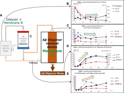 Figure 5 Simultaneous removal of Aβ monomers and oligomers (via polysulfone hemodialyzers and Membrane B). (A) The experimental circuit. Human plasma containing Aβ oligomers in the reservoir (Pool) was introduced into the polysulfone dialyzer at 30 mL/min. Aβ monomers were removed in an adsorptive filtration mode with a 3 mL/min filtration rate. In total, 15 mL/min of the plasma that passed through the polysulfone dialyzer was introduced to Membrane B, and the rest of the plasma was returned to Pool at 12 mL/min. The filtrate of Membrane B was returned to Pool, and the plasma in Inside-Lumen of Membrane B was continuously discarded at 1 mL/min. Replacement saline was added at 4 mL/min at before returning to Pool. (B–E) Time course of the concentration changes of Aβ oligomers (black solid thick line with square marks, pmol/L), Aβ1–40 (blue dotted line with triangle marks, pg/mL), and Aβ1–42 (red solid thin line with circle marks, pg/mL); (B) concentrations in Pool (left vertical axis: Aβ oligomers and Aβ1–42; right vertical axis: Aβ1–40); (C) concentrations in the (outlet) post-dialyzer stage (left vertical axis: all Aβs); (D) concentrations in waste plasma (left vertical axis: Aβ1–40 and Aβ1–42; right vertical axis: Aβ oligomers); (E) concentrations in the filtrate of Membrane B (left vertical axis: all Aβs). Arrows indicate the tendency of Aβ oligomer change. Error bars show SD.