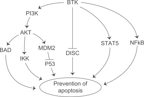 Figure 1 Btk activates antiapoptotic pathways. Btk is an upstream regulator of multiple antiapoptotic pathways, including the PI3K-AKT pathway, STAT5 pathway, and NFκB pathway. BTK also blocks the Fas-mediated apoptosis. See text for further discussion and references.