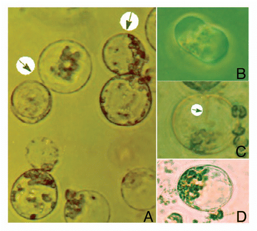 Figure 1 (A) Protoplast alignment following application of AC electric field and (B) DC electric field results into closer membrane contact of the fused protoplast pair, resulting in appearance (C) of distinct cytoplasmic connection (arrow) and fused protoplasts (D).