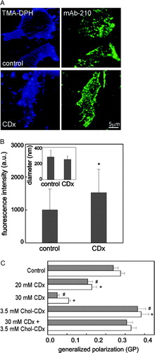 Figure 6.  Recruitment of AChRs into domains upon Chol depletion. (A) Plasma membrane sheets generated from CHO-K1/A5 cells before CDx treatment (as in Figure 4C–D) were visualized either by TMA-DPH (left panel, blue) or by Alexa488-labelled antibody/mAb 210 antibody (right panel, green) in control and CDx-treated cells. (B) Average fluorescence intensity of individual puncta in control and CDx-treated membrane sheets, respectively. Inset: Lack of changes in the diameter of the fluorescent antibody labelled AChR puncta. More than 200 individual particles were analysed for each condition. (C) The so-called general polarization (GP) of the fluorescent probe Laurdan was measured in purified plasma membranes from CHO-K1/A5 cells upon CDx- or Chol-CDx-mediated Chol depletion/replenishment, respectively. GP was measured under conditions both of direct excitation of Laurdan (empty bars) and FRET (grey bars) using the intrinsic protein fluorescence as donor. CDx or Chol-CDx reduced and increased GP, respectively. Data represent the mean±SD of at least 3 independent experiments. Bars labelled with * and # indicate statistically significant differences (p<0.001) with respect to control values. This Figure is reproduced in colour in Molecular Membrane Biology online.