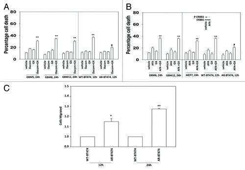 Figure 3. Lapatinib-resistant BT474 cells overexpress MCL-1 and BCL-XL and have reduced expression of toxic BH3 domain proteins. (A) BT474 cells (WT, wild type; AR, anoikis-resistant) in triplicate were treated with vehicle (VEH, DMSO), dacomitinib (dacom., 100 nM), obatoclax (GX, 50 nM), or the drug combination. Cells were isolated 12 h later and viability determined by trypan blue (± SEM, n = 3) #P < 0.05 less than others values in (dacom. + GX) cells; **P < 0.05 greater than VEH cells. (B) BT474 cells (WT, wild type; AR, anoikis-resistant) in triplicate were treated with vehicle (VEH, DMSO), afatinib (AFA, 100 nM), obatoclax (GX, 50 nM) or the drug combination. Cells were isolated 12 h later and viability determined by trypan blue (± SEM, n = 3) #P < 0.05 less than others values in (AFA. + GX) cells; **P < 0.05 greater than VEH cells. (C) BT474 cells (WT, wild type; AR, anoikis-resistant) were plated in a Millipore Millicell. The migration of cells was determined after 12 h (± SEM, n = 3) *P < 0.05 greater than corresponding value in WT cells.
