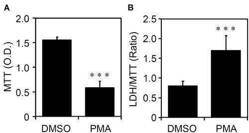 Figure 2 Phorbol 12-myristate 13-acetate (PMA) treatment causes cell growth inhibition and cytotoxicity in THP-1-differentiated macrophages. According to the experimental design shown in Figure 1A, (A) MTT and (B) lactate dehydrogenase (LDH)/MTT assays showed cell growth and cytotoxicity, respectively, in PMA-treated THP-1 cells. The original optical density (O.D.) of MTT and the ratio of LDH/MTT were shown. All quantitative data are shown as the mean ± SD of three independent experiments. ***p < 0.001.