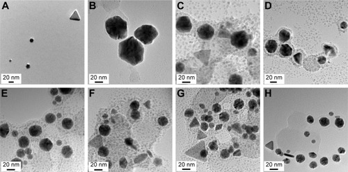 Figure 2 HR-TEM images of GM-AuNPs.Notes: The extract concentrations utilized for synthesis were (A) 0.02%, (B) 0.03%, (C) 0.04%, (D) 0.05%, (E) 0.06%, (F) 0.07%, (G) 0.08%, and (H) 0.09%. The scale bar represents 20 nm.Abbreviations: GM-AuNPs, gold nanoparticles green synthesized by mangosteen pericarp extract; HR-TEM, high-resolution transmission electron microscopy.