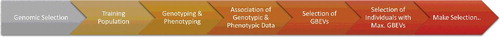Figure 7. General methodology of genomic selection (GS).