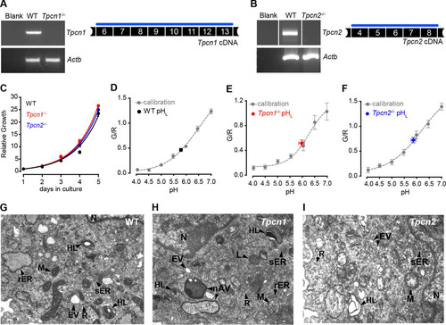 FIG 5 Growth properties, endo-lysosomal pH, and morphology of MEFs from Tpcn1−/− and Tpcn2−/− embryos. (A, B) RT-PCR analysis of Tpcn1 (A) and Tpcn2 (B) expression in MEFs derived from WT or Tpcn1−/− and Tpcn2−/− embryos. Amplified cDNA regions correspond to the numbered exonic sequences covered by the blue line. Expression of Actb was used as a control. (C) Growth curves of primary MEFs in culture. (D to F) Determination of endo-lysosomal luminal pH (pHL) in MEFs from WT (D), Tpcn1−/− (E), and Tpcn2−/− (F) embryos. Values were determined against a calibration curve of the ratios of fluorescein/Texas Red fluorescence (G/R) against a series of defined pH values in fluorescent dextran-loaded MEFs of each genotype. (G to I) Organellar morphology assessed by electron microscopy of MEFs from WT (G), Tpcn1−/− (H), and Tpcn2−/− (I) embryos. Primary MEFs (passage numbers, <5) were used in all experiments. nAV, nascent autophagic vesicle; rER, rough endoplasmic reticulum, sometimes showing a dilated appearance; sER, smooth endoplasmic reticulum, sometimes showing a granular appearance; EV, endocytic vesicles; HL, heterogeneous lysosomes, including multilamellar bodies and multivesicular structures; L, lysosomes; M, mitochondria; N, nucleus; R, free ribosomes.