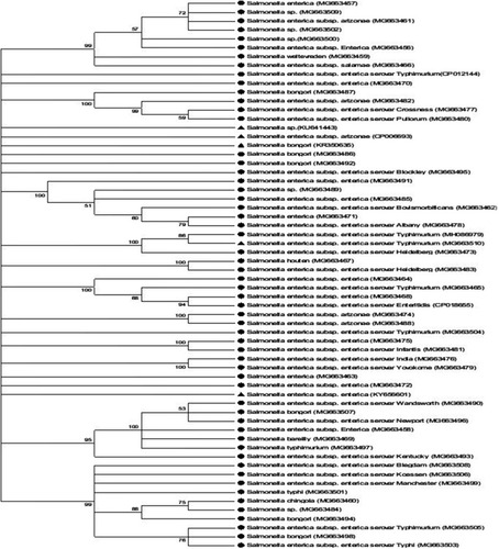 Figure 4 Neighbor joining method of phylogenetic tree based on partial 16S rDNA gene sequence, showing the phylogenetic relationships between Salmonella species and the most closely related strains from the genebank.Notes: Numbers at the nodes indicate the ranks of bootstrap based on 1000 resampled data sets, and the cut-off points were placed at 70% for condensed tree. The scale bar indicates 0.5 base substitution per site. Salmonella enterica were set as the out-group. Sequences obtained in this study are denoted with a circle shape.