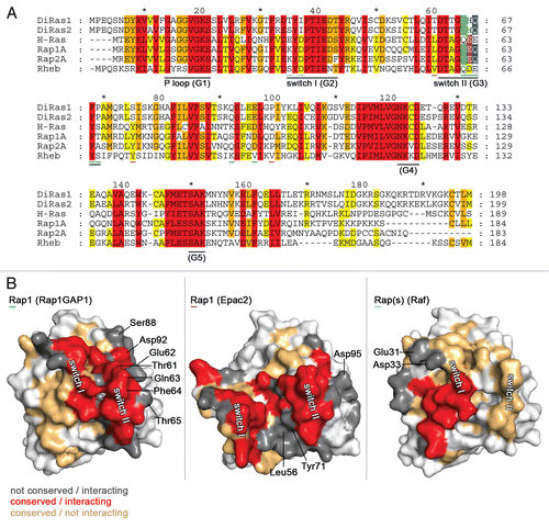 Figure 5 Sequence conservation of Ras-family G proteins. (A) Sequence alignment of selected Ras-family G proteins showing 100% conservation (red), 80% conservation (orange) and 60% conservation (yellow). The non-conserved catalytic residue (Rap: T61) is shown in green, the dual-specificity GAP catalytic residue (Rap: Q63) is highlighted in blue. The catalytic residue for GEF reactions (Rap: E62) is marked in purple. Numbers are according to Di-Ras1 sequence. Residues that are labelled in (B) are further indicated with cyan (Rap(s)-Raf), green (Rap1-Rap1GAP) and magenta (Rap1-Epac) lines. (B) Surface representations of Rap1 in complex with regulatory proteins. Between Rap1 and Di-Ras1/2 conserved residues that interact with the binding partners are shown in red. Not-conserved, but interacting residues are depicted in dark gray. Conserved, not-interacting residues are shown in lightorange. Left (pdb: 3BRW): Rap1 in complex with Rap1GAP1 (not shown). Middle (pdb: 3CF6): Rap1 in complex with Epac2 (not shown). Right (pdb: 1GUA): Rap(s) (Rap E30D, K31E) in complex with Raf(RBD) (not shown).