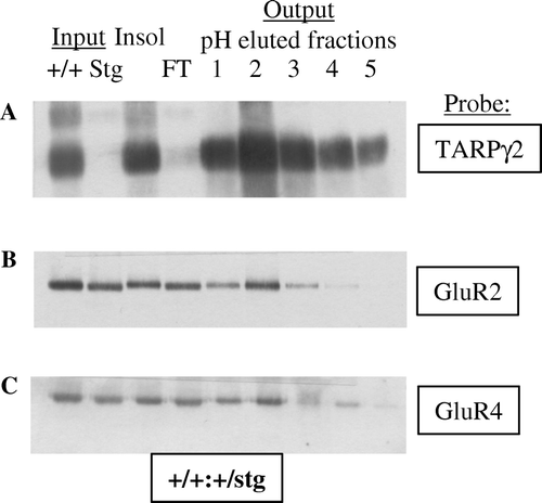 Figure 2.  Immunoaffinity purification of TARPγ2 and its associated AMPAR subunits. (A) Immunoblot analysis of TARPγ2 protein throughout the purification assay. Immunoblot probed with an anti-TARPγ2 antibody raised to the extreme C-terminus. Input is cerebellar membranes from control (+/+:+/stg) and stargazer (stg) mice. Insol is the proportion of +/+:+/stg and stg material that remained in the insoluble fraction following Triton X-100 solubilization. FT is the flow-through the column, the soluble material that did not bind to the immunoaffinity column. Output, pH eluted fractions 1–5 are the purified material acid-eluted from the immunoaffinity column. (B) GluR2 solubilization and co-purification with TARPγ2 in control (+/+:+/stg) material. (C) GluR4 solubilization and co-purification with TARPγ2 in control (+/+:+/stg) material.