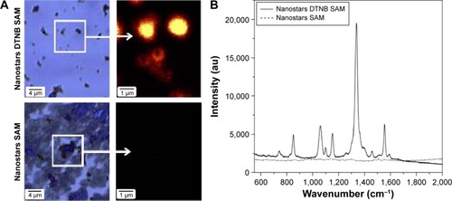 Figure 2 SERS characterization of dried gold nanostars on a silicon wafer.Notes: (A) Brightfield microscopy images of the nanostars dried on a silicon wafer where the SERS signal intensity at 1,333 cm−1 is visualized in the zoomed-in picture. (B) SERS spectrum of the corresponding nanostars either labeled with DTNB and SAM or only functionalized with the SAM molecule. The magnification for the images is 100 micrometers.Abbreviations: DTNB, 5,5-dithio-bis-(2-nitrobenzoic acid); SERS, surface-enhanced Raman scattering.