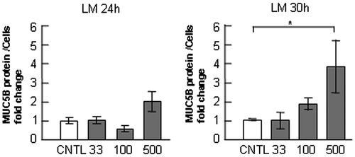 Fig. 5. Evaluation of MUC5B protein in NCI-H292 cells on laminin.Notes: NCI-H292 cells (2 × 104 cells/well) were cultured in 96-well plates precoated with PBS (CNTL), or with 33, 100, 500 μg/mL of laminin (LM). The cells were cultured for 24 or 30 h and their culture media were sampled. The samples were analyzed using the mucin protein assay to detect the levels of MUC5B protein in culture media. Fold changes were based on CNTL level of MUC5B in culture media (mean ± SD, n = 5, one-way ANOVA). The representative results of three independent experiments are shown.