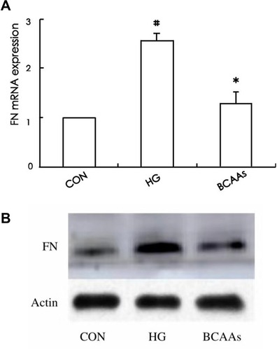 Figure 3 (A) The FN mRNA expression was assayed in CON group, HG group, and BCAAs group, respectively. (B) Western blotting for FN protein expression in three groups. #p<0.05 vs CON group, *p<0.05 vs HG group. Data were shown as the mean ± SD.