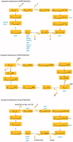 Figure 3. (A) Symport model of MFSs fold SLC proteins based on structures from sugar transporters (LacY, XylE), POT family proteins (POT, PepTst, PepTso, YbgH), NRT1.1, EmrD and PipT. Specifically, sequential release in PipT seems different from the other transporters by releasing the proton first, followed by exist of substrate. C: conformation. Cout: outward conformation. Cin: inward conformation. Cin-occluded: Occluded conformation. Protein structures captured in corresponding conformations were colored blue. (B) Antiport model of MFSs fold SLC proteins based on structures from GlpT. (C) Symport model of LeuT fold SLC proteins based on structures from LeuT, DAT, MhsT, ApcT and vSGLT. This Figure is reproduced in color in Molecular Membrane Biology online.