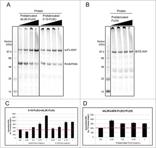 Figure 4. Titration of prefabricated knobs or holes in cell-free KIH expression. In the case of 5-10-Fc(K)CdiL2K-Fc(H) (scFv-KIHr), prefabricated diL2K-Fc(H) and 5-10-Fc(K) at 1 mg/mL approximately increases the expression titer of KIH by 3 folds and 2 folds, respectively, in comparison of co-expression titer (control at optimal plasmid ratio K:H D 1:2) (A, C). For diL2Kx4D5-Fc(K)CFc(H) (BiTE-KIH), 0.25 mg/mL of prefabricated Fc (H) can already increase the BiTE-KIH expression titer by ∼75% compared to co-expression titer (control at optimal plasmid ratio K:H D 2:1). However, no further improvement was observed with increased amount of Fc(H) (B, D). Soluble fractions from cell-free reaction were visualized by SDS-PAGE with 14C autoradiography of incorporated leucine at 14 h that measures cell-free produced proteins only. The concentrations of prefabricated protein added in cell-free reactions in (A) and (B) are indicated in (C) and (D), respectively.