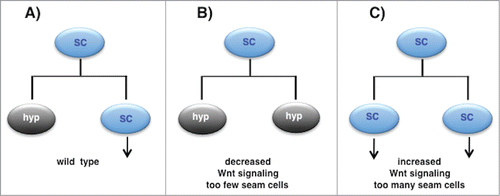 Figure 2. Wnt signaling regulates the asymmetry of the larval seam cell divisions. (A) In wild type animals, each seam cell divides once per larval stage to generate anterior hypodermal daughter (‘hyp’) that differentiates and a posterior daughter that maintains the seam cell fate (‘SC’) and the ability to divide further (vertical arrow). (B) When Wnt signaling pathway activity is reduced, seam cells are seen to divide symmetrically to generate 2 daughters that adopt the anterior ‘differentiated cell’ fate. (C) When Wnt signaling pathway activity is increased, seam cells are seen to divide symmetrically to generate 2 daughters that adopt the posterior 'progenitor cell' fate.