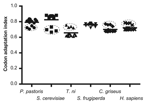 Figure 3. Comparison of several eukaryotic systems (hosts) for the expression of plasmodial genes for cysteine proteases (P. pastoris: Pichia pastoris; S. cerevisiae: Saccharomyces cerevisiae; T. ni: Trichoplusia ni; S. frugiperda: Spodoptera frugiperda; C. griseus: Cricetulus griseus; H. sapiens: Homo sapiens). The mean for each group is indicated by a horizontal line. The cluster corresponding to vivipain genes is indicated with dashed lines.