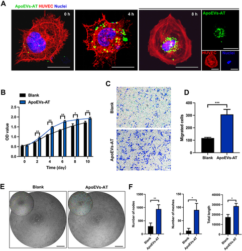 Figure 6 Behaviors of endothelial cells were regulated by ApoEVs-AT. (A) Uptake analysis of ApoEVs-AT by endothelial cells (Red: phalloidin-stained endothelial cells; Green: Dio-labeled ApoEVs-AT, blue: DAPI-stained nuclei. Scale bar = 40 µm.) (B) The proliferation of endothelial cells was measured by the CCK8 assays. (C) Representative images of migrated cells in transwell assays. (Scale bar = 100 µm.) (D) Migrated cells per field of view (scale bar = 100 μm) were analyzed (n=3). (E) Representative images of tube-like structure formation of endothelial cells. Images in the upper left area represented the results analyzed by ImageJ 1.53a software. (Scale bar = 500 µm.) (F) The number of nodes, number of meshes, and total length per field of view (scale bar = 500 µm) were analyzed (n=3). The significance was tested with an unpaired two-tailed Student’s t-test. (*p<0.05, **p<0.01, ***p<0.01).