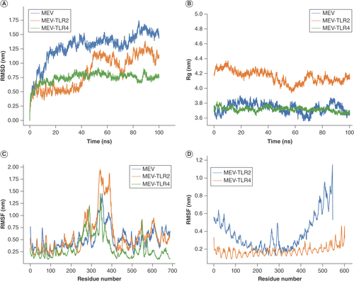 Figure 3. Molecular dynamics simulation of multiepitope vaccine-docked Toll-like receptors. (A) The RMSD of the simulation system. (B) Rg of the simulation systems. (C) The RMSF of MEV residues in apo state and bound with TLR2 and TLR4. (D) The RMSF of TLR2 and TLR4 residues bound to the designed MEV.MEV: Multiepitope vaccine; Rg: Radius of gyration; RMSD: Root mean square deviation; RMSF: Root mean square fluctuation; TLR: Toll-like receptor.