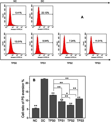 Figure 3 PS eversion of HK-2 cells before and after TPS repair by flow cytometry. (A) Histogram of PS eversion ratio. (B) Statistical histogram of the percentage of PS eversion. Oxalate damage concentration: 2.8 mM; damage time: 3.5 h; polysaccharide concentration: 80 μg/mL; repair time: 10 h. Compared with the DC group: *p<0.05; **p<0.01.Abbreviations: DC, damaged control; FITC, fluorescein isothiocyanate; HK-2, human kidney proximal tubular epithelial; NC, normal control; PS, phosphatidylserine; ROS, reactive oxygen species; TPS, tea polysaccharide.