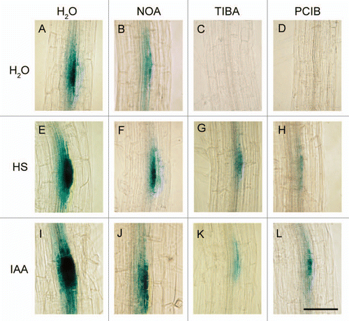Figure 5 Visualization of Gus activity in root of DR5::GUS transgenic plants treated with different auxin inhibitors. Plants were grown for 4 days in MS medium plates and then transferred for 24 hours in: water, CTR (A), 50 µM NOA (B), 50 µM TIBA (C), 50 µM PCIB (D), 1 mgC L−1 HS (E), 50 µM NOA + 1 mgC L−1 HS (F), 50 µM TIBA + 1 mgC L−1 HS (G), 50 µM PCIB + 1 mgC L−1 HS (H), 34 nM IAA (I), 50 µM NOA + IAA 34 nM (J), 50 µM TIBA + IAA 34 nM (K), 50 µM PCIB + 34 nM IAA (L). Histochemical GUS staining was performed as described by Jefferson (1987). Lateral root primordia are represented at different developmental stages: I (B, G, H, K and L), II (A, F and J) and III (E and I). Scale bar is 50 µm.Citation28