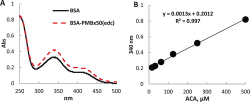 Figure 3. Spectra of BSA and BSA-PMB×50(edc) solutions (0.1 mg/mL) treated with TNBS (A). Calibration line for the determination of free amino groups (B).