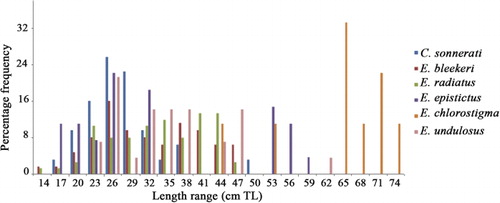 Figure 8. Pooled annual length frequency distribution of medium-size groupers.