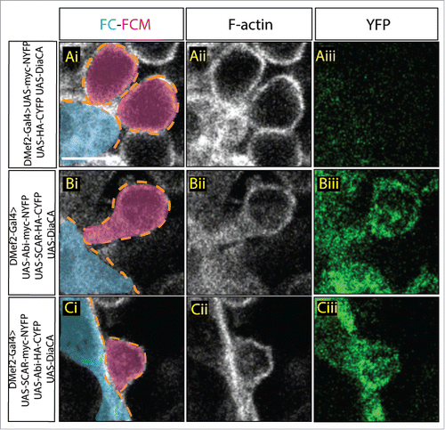 Figure 3. Constitutively active Dia changes Abi-SCAR localization and actin structure at the fusion site. Stage 16 embryo stained for F-actin (phalloidin, white) and YFP (GFP antibody, green), FCM (magenta, false colored), FC/myotube (turquoise/false colored). (Ai–Aiii) As control, constitutively active Dia (UAS-Dia.CA) was expressed together with UAS-myc-NYFP and UAS-HA-CYFP in the muscles under the control of DMef2-Gal4. Fusion is blocked in this context. Background YFP fluorescent level was visualized with antibody against GFP. (B-C) UAS-Dia.CA was expressed together with UAS-Abi-myc-NYFP and UAS-SCAR-HA-CYFP (Bi-Biii) or UAS-SCAR-myc-NYFP and UAS-Abi-HA-CYFP (Ci-Ciii) in the muscles. Actin morphology at the fusion site was visualized by Phalloidin staining of F-actin. Abi-SCAR complex was visualized by YFP reconstitution and was labeled by antibody against GFP. Scale bar: 5 μm.
