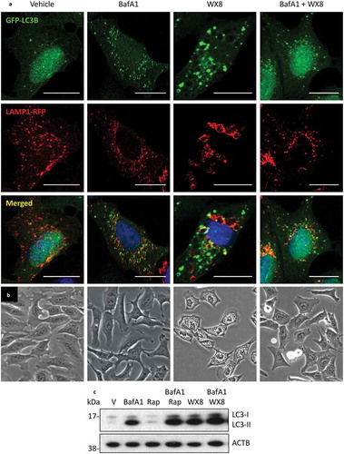 Figure 11. The vacuolar-type H+-ATPase was required for accumulation of enlarged lysosomes. (a) U2OS cells cultured as in Figure 8 to label both LC3 and LAMP1 proteins, and then the cells were cultured in the presence of vehicle, 50 nM bafilomycin A1 (BafA1), 1 µM rapamycin (Rap), 1 µM WX8, or BafA1 plus WX8 for 4 h before viewing with confocal microscopy. (b) Phase contrast images (20X) of cells treated with vehicle, BafA1, WX8, or WX8 plus BafA1 for 4 h. Rap treated cells were indistinguishable from vehicle treated cells. Bars: 20 µm. (c) U2OS cells were cultured for 24 h in the presence of vehicle, 50 nM bafilomycin A1 (BafA1), 1 µM rapamycin (Rap), or Rap plus BafA1, 1 µM WX8, or WX8 plus BafA1. Total cellular LC3 protein was analyzed by western immuno-blotting with ACTB protein as a loading control.