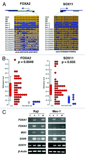 Figure 5. Validation of DNA methylation results. (A) Methylation profiles of two frequently hyper-methylated genes generated by RRBS. Each box represents a CpG site. The color indicates the methylation level. Yellow, no methylation; blue, methylation. The proportion of the yellow and blue color indicates the levels of methylation. (B) Validation of DNA hypermethylation in the promoter and first exon of FOXA2 and SOX11 by bisulfite pyrosequencing, respectively. Each filled circle represents a CLL sample. The methylation values represent the average methylation levels of all CpG sites measured by pyrosequencing. Representative pyrosequencing results can be found in Figures S6 and S7. (C) Expression analysis of four selected genes in 2 lymphoma cell lines: total RNA isolated from treated (A, 5′-Aza; T, TSA; AT, 5′-Aza+TSA;) or untreated (C) cells was used to generate cDNA for RT-PCR analysis. β-actin was amplified for 20 cycles, while the other four genes were amplified for 32 cycles.